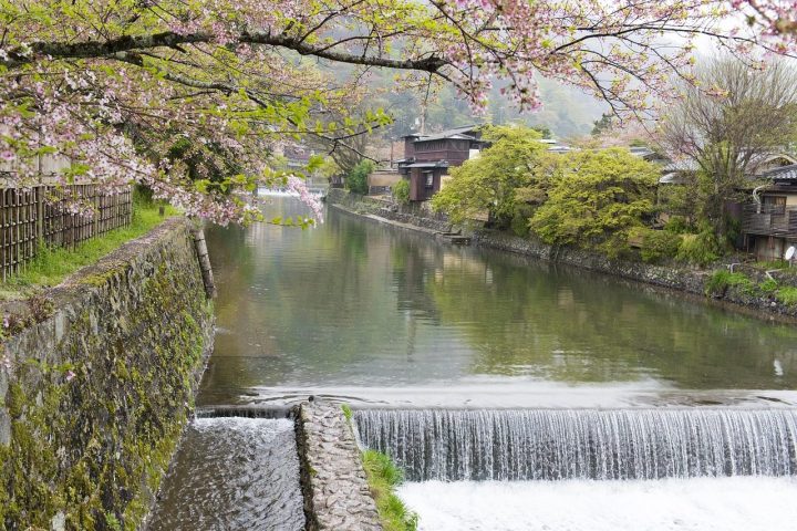 Kyoto and the Kumano Kodo in cherry blossom